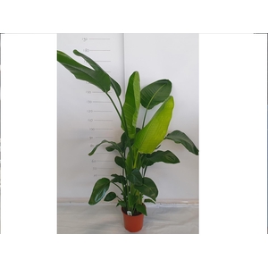 STRELITZIA NICOLAI