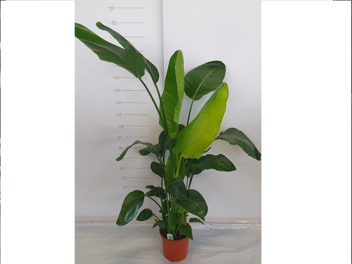 <h4>STRELITZIA NICOLAI</h4>