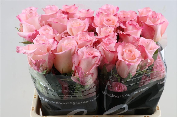 <h4>R Gr Rhoslyn Tessa</h4>