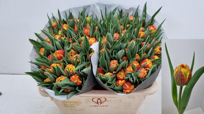 <h4>TU DU EDITION</h4>