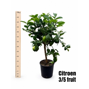 CITR MICROCARPA