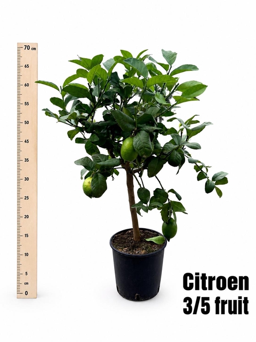 <h4>CITR MICROCARPA</h4>