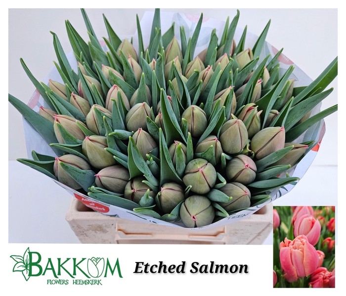 <h4>TU DU ETCHED SALMON</h4>