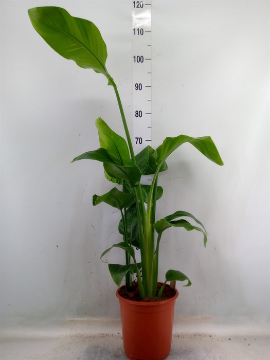 <h4>Strelitzia nicolai</h4>