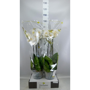Phalaenopsis   ...white