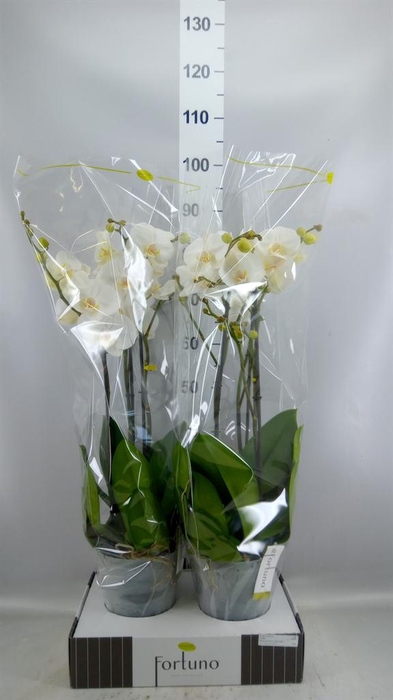 <h4>Phalaenopsis   ...white</h4>
