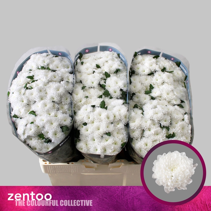 <h4>Chr San Baykal Zentoo</h4>