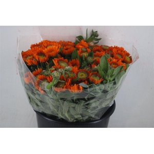 Calendula Double Orange Extra P Stem