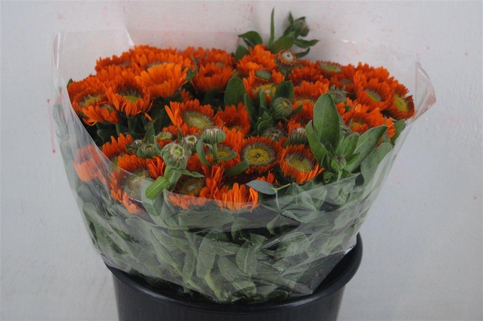 <h4>Calendula Double Orange Extra P Stem</h4>