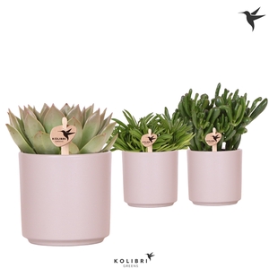 Kolibri Greens Succulenten mix in Simplicity pot taupe