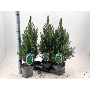 PICEA GL DECEMBER P19 80CM