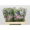 Oxypetalum Tweedia Blue