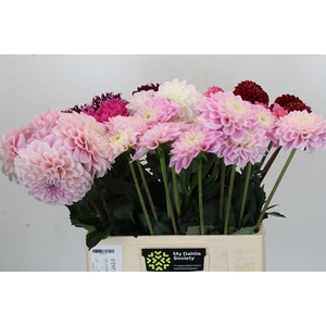 Dahlia Gemengd in fust
