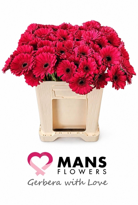 <h4>GE MI DIANA</h4>