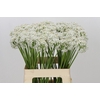 Allium Tuberosum