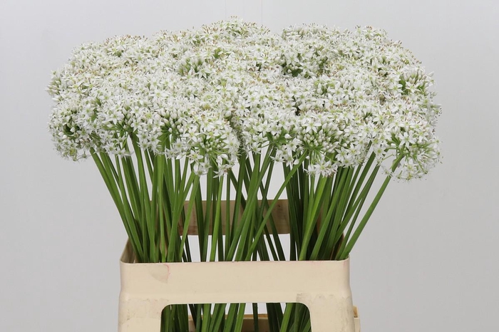 <h4>Allium Tuberosum</h4>