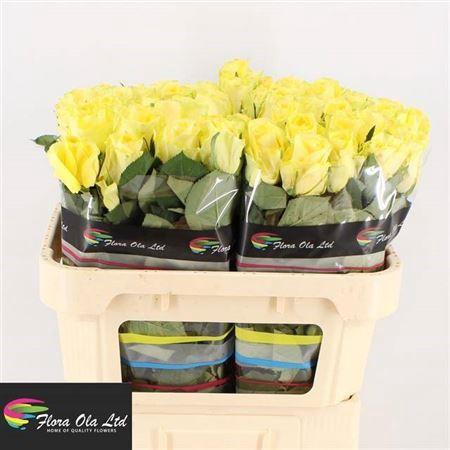 <h4>R Gr Minion Rose</h4>