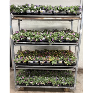 CALIB TRIOB P GEM PT