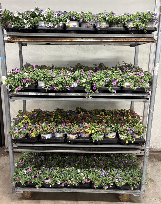 <h4>CALIB TRIOB P GEM PT</h4>