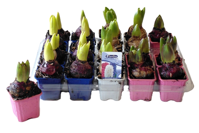 <h4>HYACIN GEM 3 KL</h4>