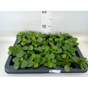 Pilea peperomioides