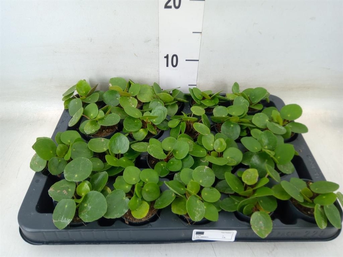 <h4>Pilea peperomioides</h4>