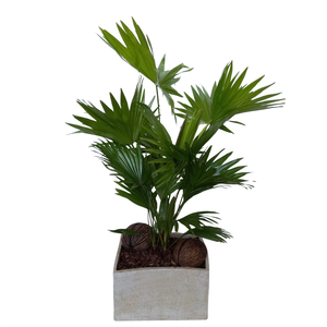 Livistona in Luna creme