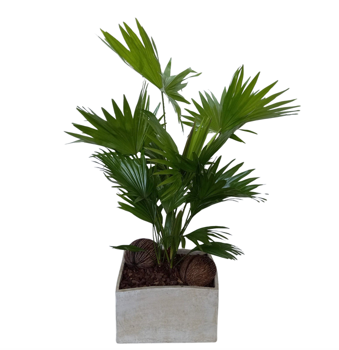 <h4>Livistona in Luna creme</h4>