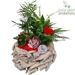 Opm Sp SCE013 Driftwood Round White Washed Red Lov