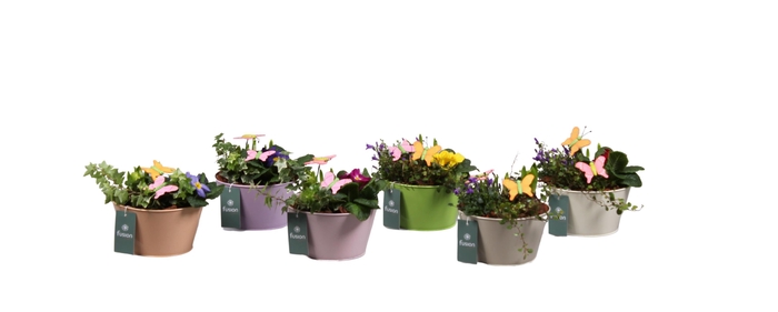 <h4>Voorjaar zink diverse kleuren met arrangement 24uur levertijd</h4>