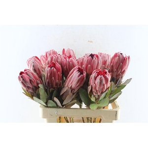 Protea Sharonet