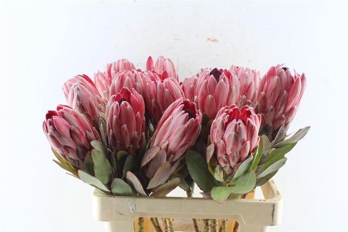 <h4>Protea Sharonet</h4>