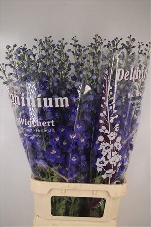 <h4>Delph El Dewi Blue Star</h4>