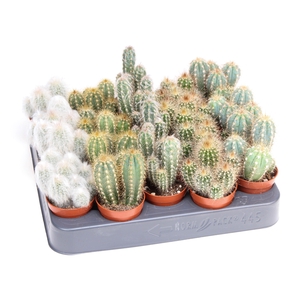 Cactus Zuil mix Dubbel
