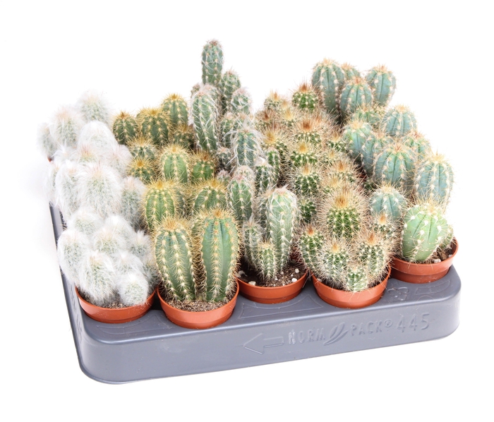 <h4>Cactus Zuil mix Dubbel</h4>