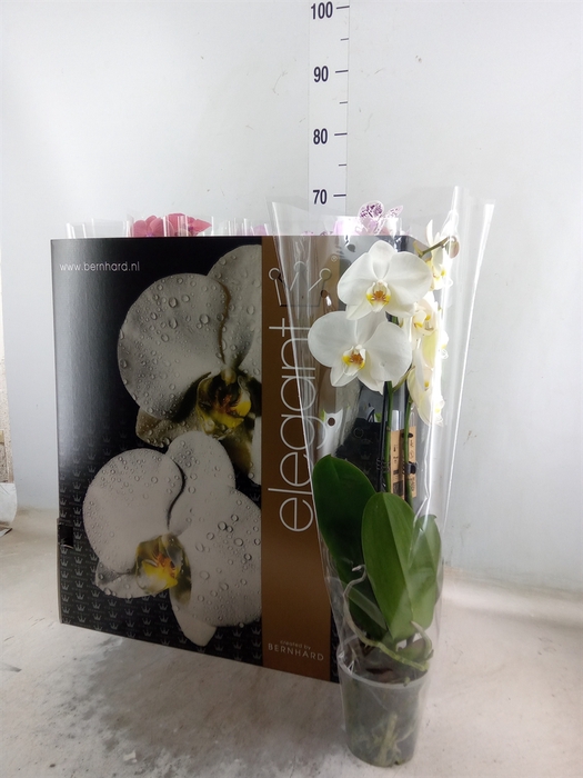 <h4>Phalaenopsis   ...mix  8</h4>