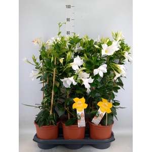 Mandevilla sand. 'SumStar White'