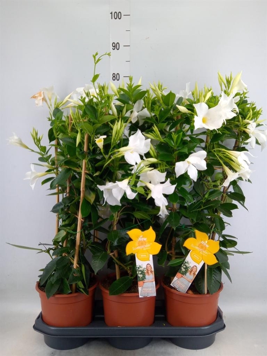 <h4>Mandevilla sand. 'SumStar White'</h4>