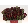 Leucadendron Saf Sunset Dark R.