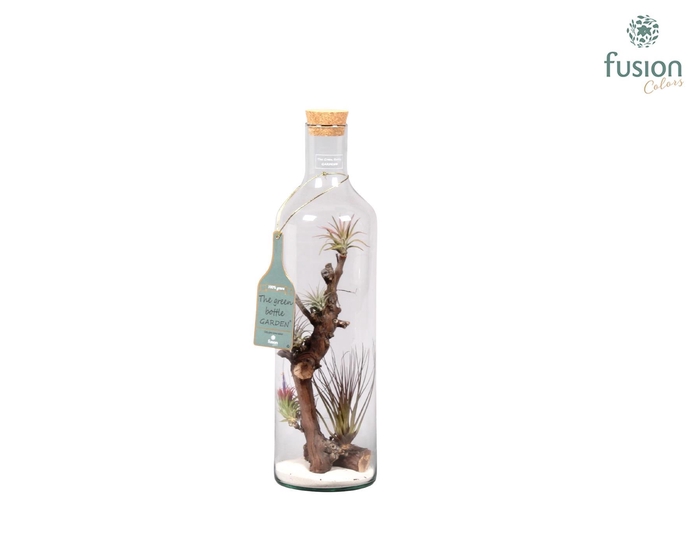 <h4>Green Bottle H55 groot met Tillandsia Air Plants</h4>
