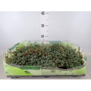 Pilea glaucophylla 'Greyzy'