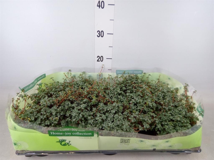 <h4>Pilea glaucophylla 'Greyzy'</h4>