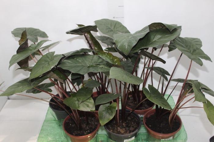 <h4>ALOCASIA SARAWAKENSIS YUCATAN PRINCESS P15</h4>