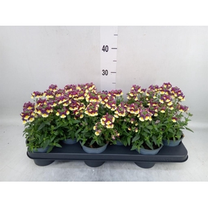 Nemesia  'Nuvo Pink Bicolour'