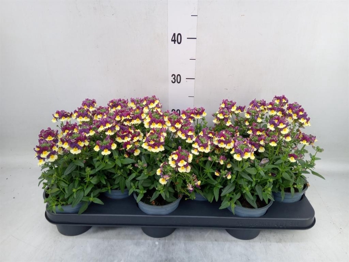 <h4>Nemesia  'Nuvo Pink Bicolour'</h4>