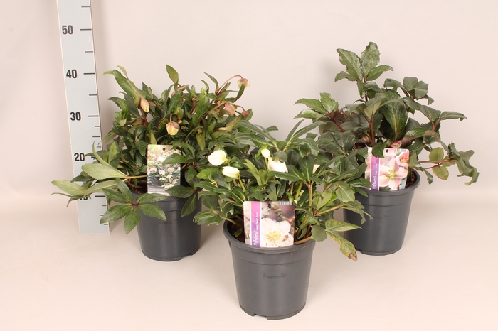 Helleborus Divers