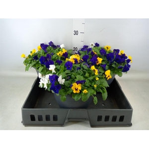 Viola corn. 'Endurio'   ...mix