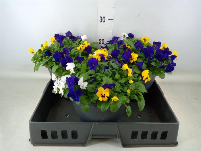 <h4>Viola corn. 'Endurio'   ...mix</h4>