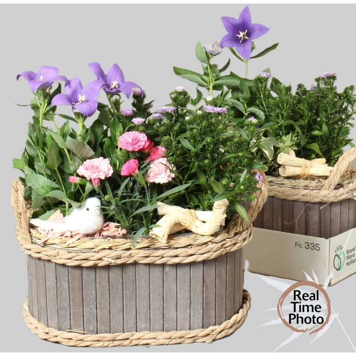 <h4>ARR TUINPLANTEN</h4>