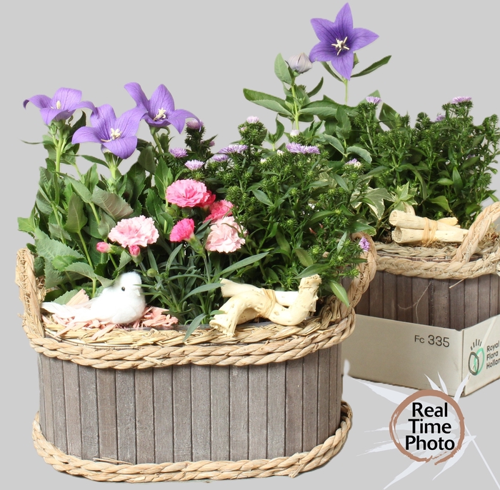 ARR TUINPLANTEN